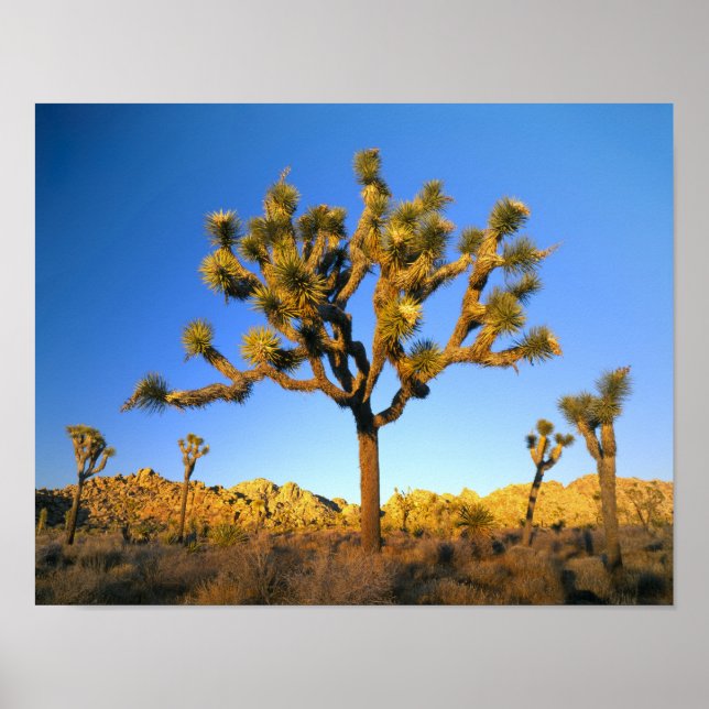 Pôster Joshua Tree National Park, California. USA. (Frente)