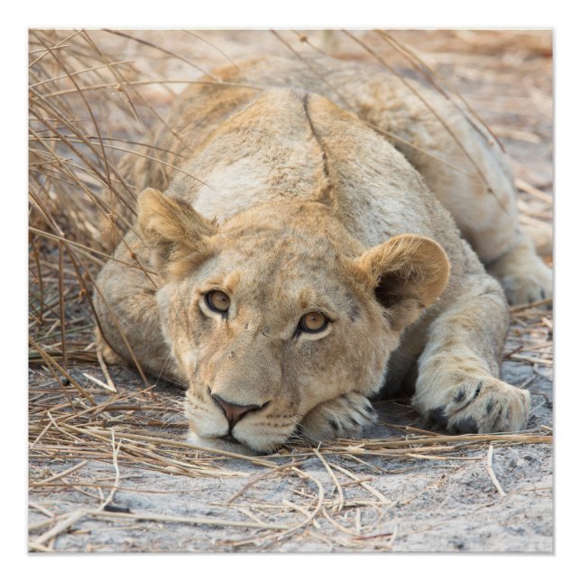 Pôster Jovem (Frente)