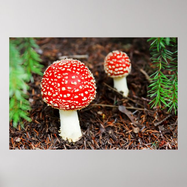 Pôster Jovem Amanita Muscaria (Frente)