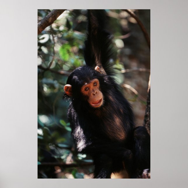 Poster Jovem Chimpanzé (Frente)