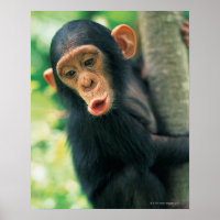 Jovem Chimpanzé (Pan troglodytes)