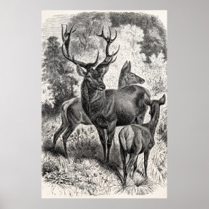 Pôster Jovem corça da gama do veado da ilustração do