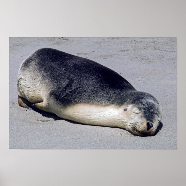 Poster Jovem foca dormindo na praia - Austrália (Frente)