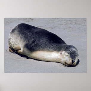 Poster Jovem foca dormindo na praia - Austrália