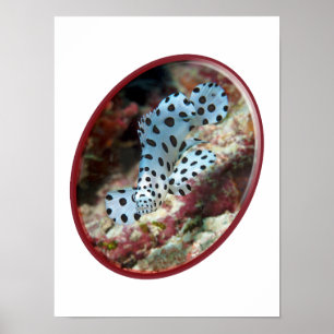Poster Jovem Garupa - Design Fotográfico Oval de Peixe