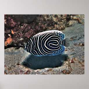 Poster Jovem Imperador