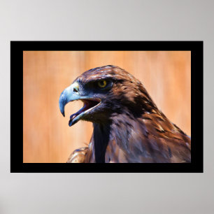 Poster Jovem Juvenile Bald Eagle Wildlife Pintura