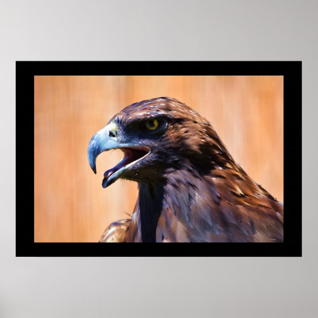 Poster Jovem Juvenile Bald Eagle Wildlife Pintura (Frente)
