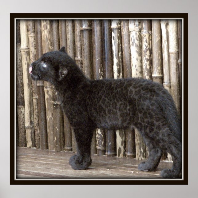 Pôster Jovem Leopardo Negro (Frente)