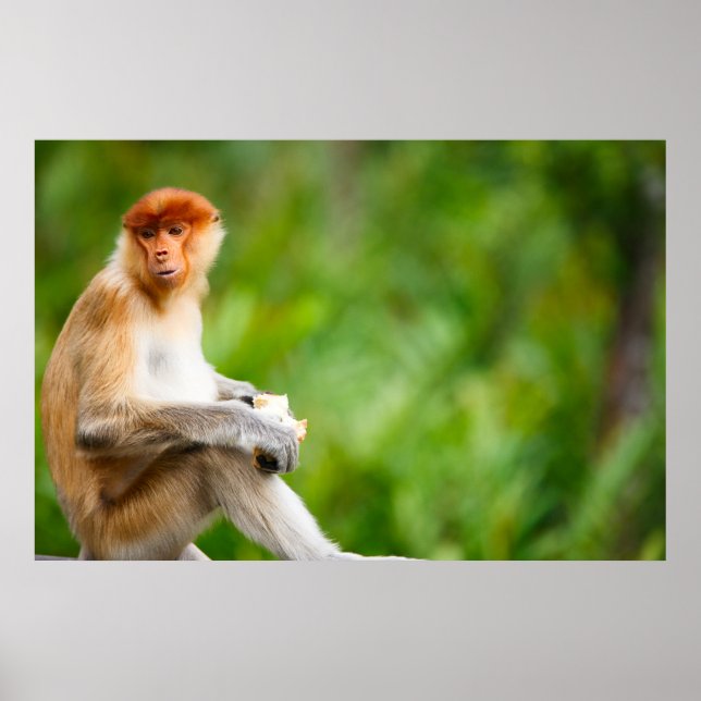 Poster Jovem macaco-proboscénico macho em uma selva em Bo (Frente)