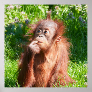 Poster Jovem Orangutan Deep em Pensamento