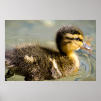 Jovem Pato Bebê