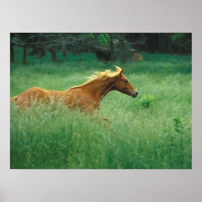 Poster Jovem Stallion Atravessa O Prado (Frente)