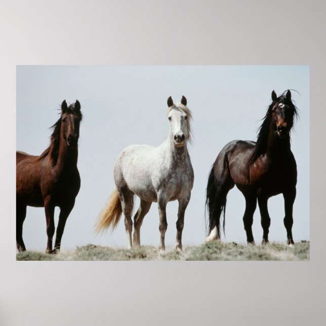 Poster Jovem Wild Stallions (Frente)