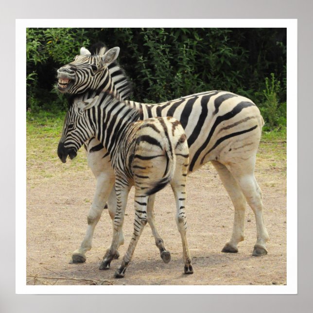 Poster Jovem Zebra e Mãe Brincando (Frente)