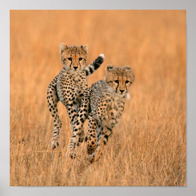 Poster Jovens Cheetahs (Acinonyx Jubatus) Correndo (Frente)