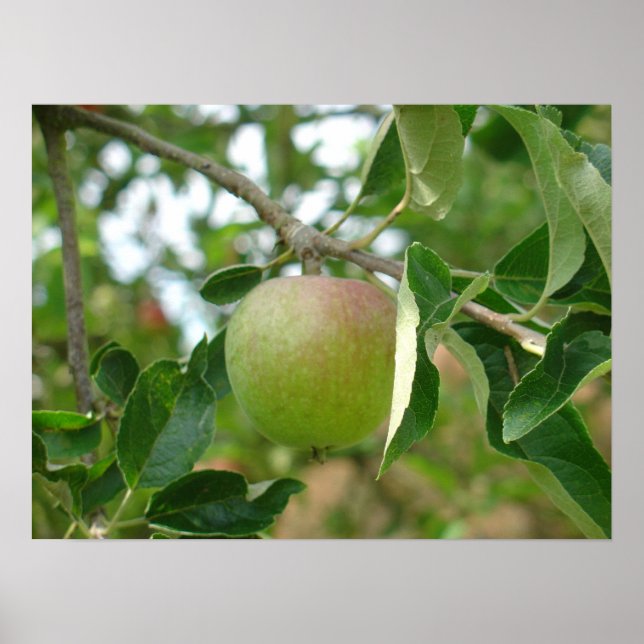 Poster Juicy Green Apple (Frente)