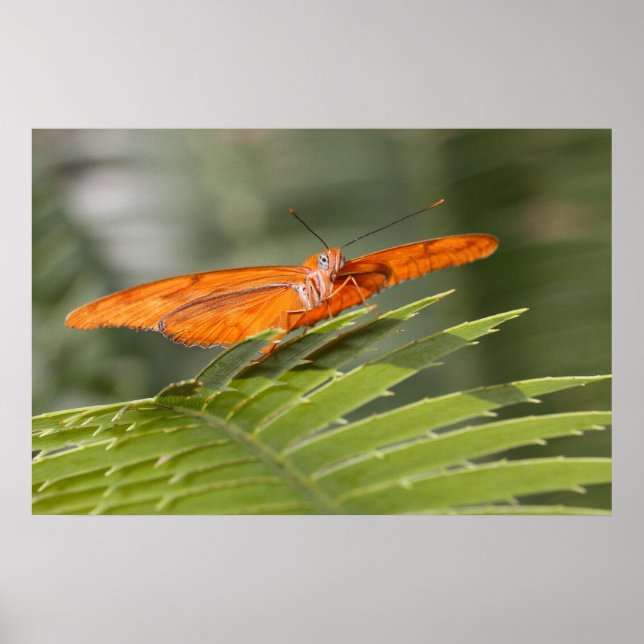 Poster Julia Butterfly on a Leaf (Frente)