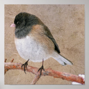 Poster Junco