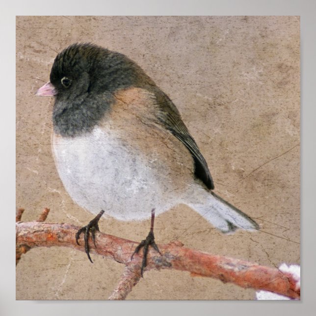 Poster Junco (Frente)