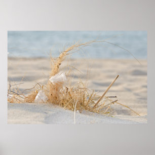 Poster Junco com pena