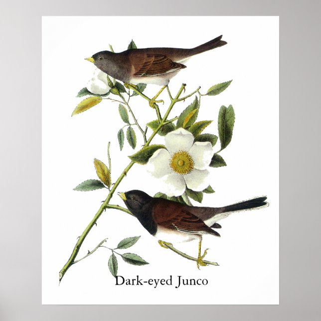 Poster Junco de olhos negros - John James Audubon (Frente)