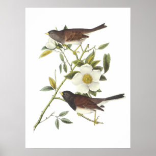 Pôster Junco Escuro-eyed por Audubon