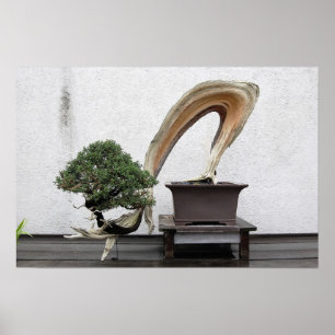 Poster Juniper Bonsai