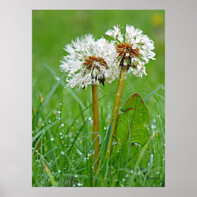 Poster Juntos. Sempre (Frente)