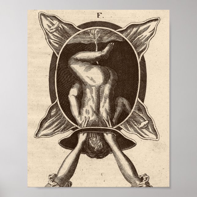 Poster Justine Siegemund Court - Ilustração de Nascimento (Frente)