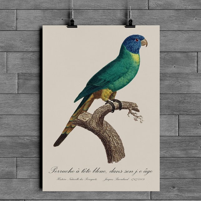 Poster Juvenil de loricueto arcoíris Trichoglossus molucc (Perruche a tete bleue / Rainbow lorikeet, juvenile. Poster )