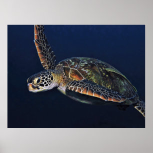 Poster Juvenil Green Turtle