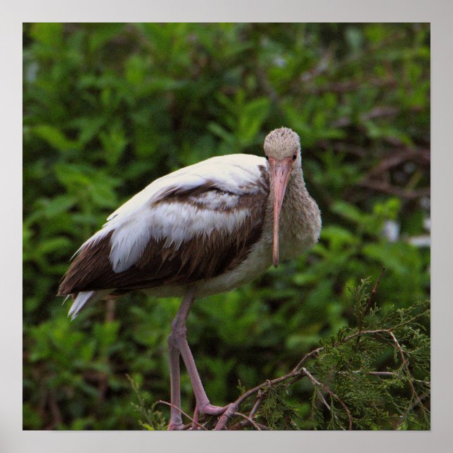Poster Juvenil Ibis Branco (Frente)