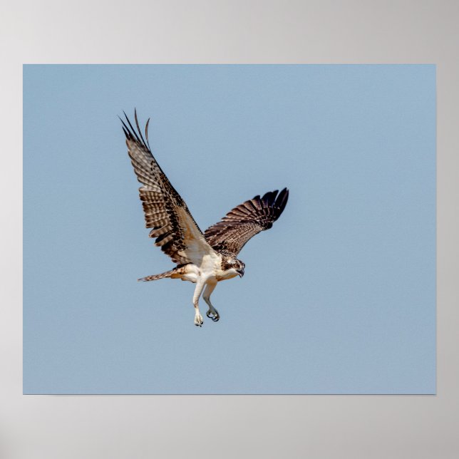 Pôster Juvenil Osprey em voo (Frente)