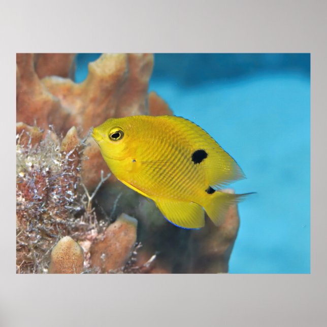 Poster Juvenile 3 Spot Damselfish (Frente)