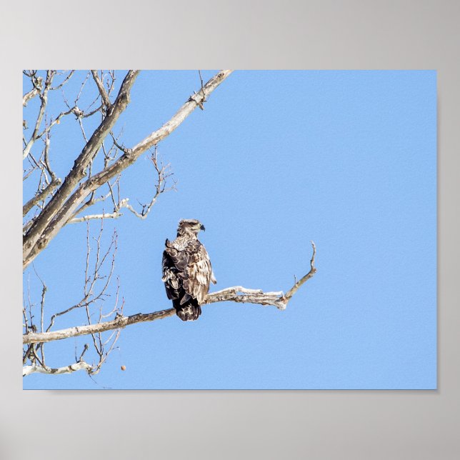 Poster Juvenile Bald Eagle (Frente)