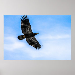 Poster Juvenile Bald Eagle (Voo)