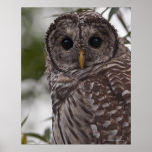 Pôster Juvenile Barred Owl (Strix varia)