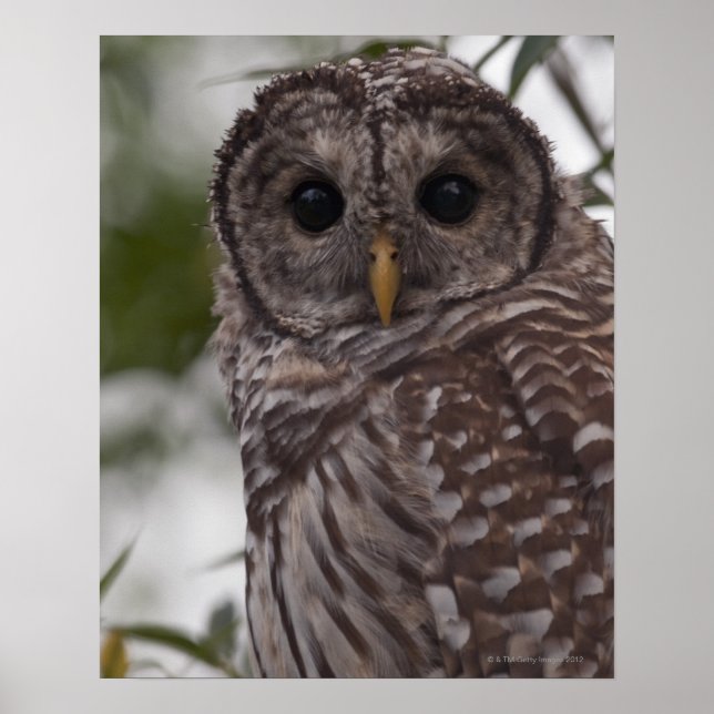 Pôster Juvenile Barred Owl (Strix varia) (Frente)