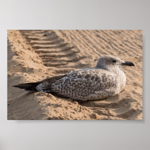 Poster Juvenile Herring Gull