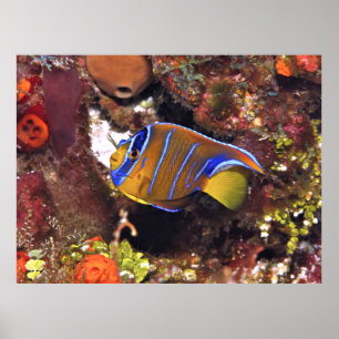 Poster Juvenile Queen Angelfish
