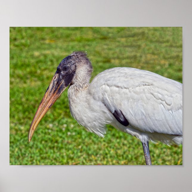 Poster Juvenile Wood Stork (Frente)