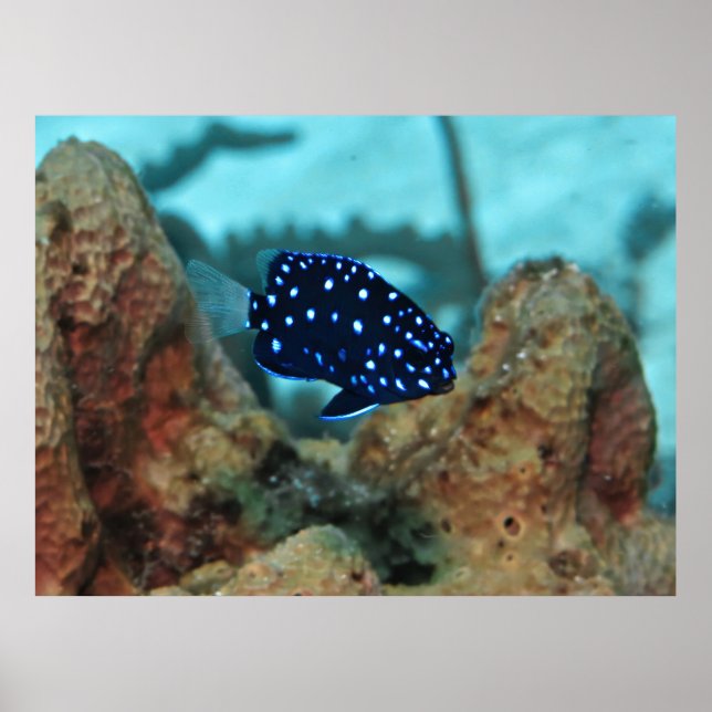 Poster Juvenile Yellowtail Damselfish (Frente)