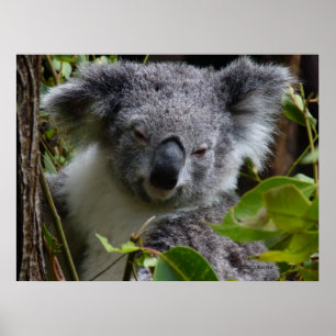 Pôster k para o koala