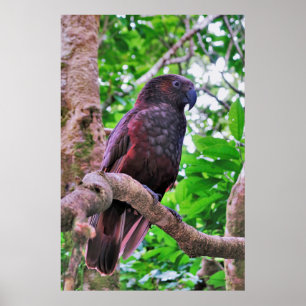 Poster Kaka