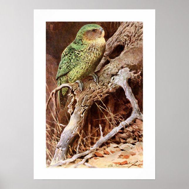 Poster Kakapo (Frente)