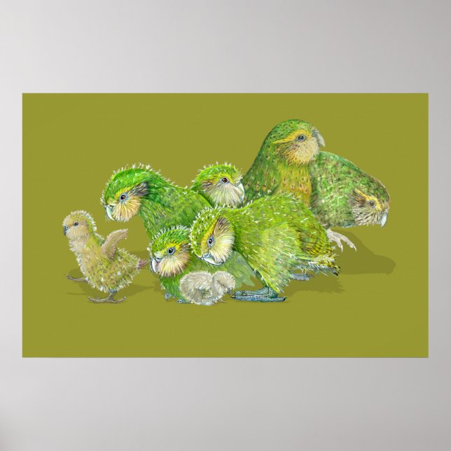 Pôster Kakapo Pintinho Creche (Frente)