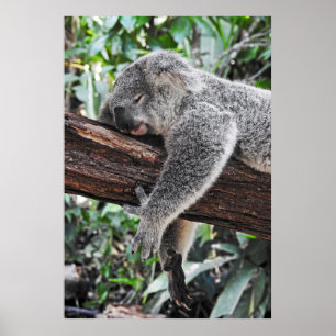 POSTER KALA BEAR DORMINDO NA ÁRVORE