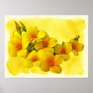 Pôster Kalanchoe amarelo - luz do sol do Succulent