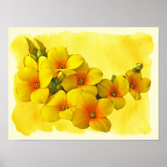 Pôster Kalanchoe Amarelo - Sol Suculente (Frente)